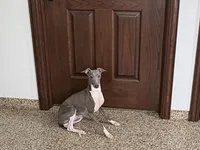 Jimmy, a male Italian Greyhound for sale in Nappanee, IN – Photo 3 of 6