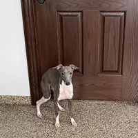 Jimmy, a male Italian Greyhound for sale in Nappanee, IN – Photo 2 of 6