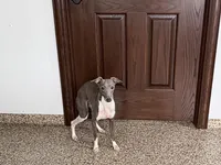 Jimmy, a male Italian Greyhound for sale in Nappanee, IN – Photo 2 of 6