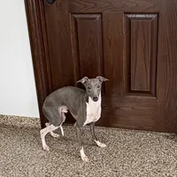 Jimmy, a male Italian Greyhound for sale in Nappanee, IN – Photo 1 of 6