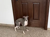 Jimmy, a male Italian Greyhound for sale in Nappanee, IN – Photo 1 of 6