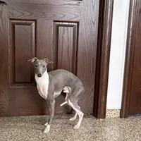 Jimmy, a male Italian Greyhound for sale in Nappanee, IN – Photo 5 of 6