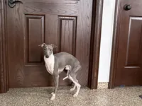 Jimmy, a male Italian Greyhound for sale in Nappanee, IN – Photo 5 of 6