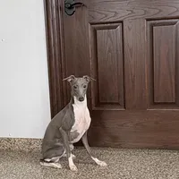 Jimmy, a male Italian Greyhound for sale in Nappanee, IN – Photo 6 of 6