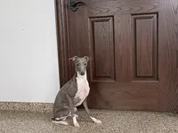 Jimmy, a male Italian Greyhound for sale in Nappanee, IN – Photo 6 of 6