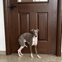Jimmy, a male Italian Greyhound for sale in Nappanee, IN – Photo 4 of 6