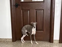 Jimmy, a male Italian Greyhound for sale in Nappanee, IN – Photo 4 of 6