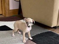 Janie, a female Italian Greyhound for sale in Nappanee, IN – 3 of 10