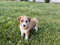 Cade , a male Havanese and Italian Greyhound for sale in Nappanee, IN – 4 of 10