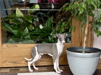 Shadow , a male Italian Greyhound for sale in Nappanee, IN – 5 of 7