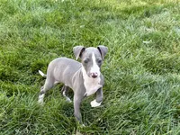 Shane, a male Italian Greyhound for sale in Nappanee, IN – 4 of 10