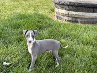 Shane, a male Italian Greyhound for sale in Nappanee, IN – 3 of 10