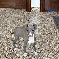 Carlie , a female Italian Greyhound for sale in Nappanee, IN – Photo 3 of 9