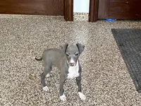 Carlie , a female Italian Greyhound for sale in Nappanee, IN – Photo 3 of 9