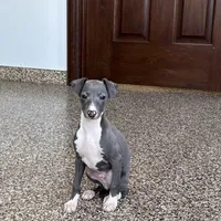 Carlie , a female Italian Greyhound for sale in Nappanee, IN – Photo 4 of 9