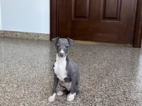 Carlie , a female Italian Greyhound for sale in Nappanee, IN – Photo 4 of 9