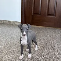 Carlie , a female Italian Greyhound for sale in Nappanee, IN – Photo 5 of 9