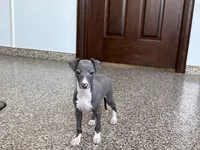 Carlie , a female Italian Greyhound for sale in Nappanee, IN – Photo 5 of 9