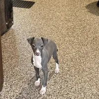 Carlie , a female Italian Greyhound for sale in Nappanee, IN – Photo 1 of 9