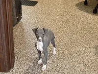 Carlie , a female Italian Greyhound for sale in Nappanee, IN – Photo 1 of 9