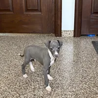 Carlie , a female Italian Greyhound for sale in Nappanee, IN – Photo 8 of 9