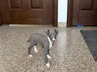 Carlie , a female Italian Greyhound for sale in Nappanee, IN – Photo 8 of 9
