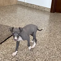 Carlie , a female Italian Greyhound for sale in Nappanee, IN – Photo 6 of 9