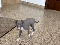 Carlie , a female Italian Greyhound for sale in Nappanee, IN – Photo 6 of 9
