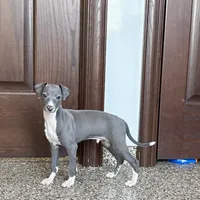Carlie , a female Italian Greyhound for sale in Nappanee, IN – Photo 2 of 9