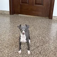 Carlie , a female Italian Greyhound for sale in Nappanee, IN – Photo 7 of 9