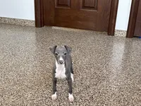 Carlie , a female Italian Greyhound for sale in Nappanee, IN – Photo 7 of 9