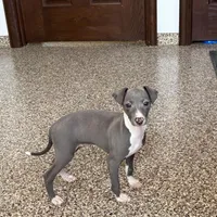 Carlie , a female Italian Greyhound for sale in Nappanee, IN – Photo 9 of 9