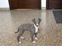 Carlie , a female Italian Greyhound for sale in Nappanee, IN – Photo 9 of 9
