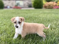 Cory, a male Havanese and Italian Greyhound for sale in Nappanee, IN – 6 of 10