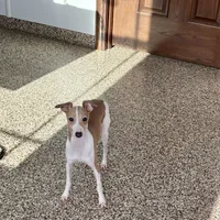 Susie, a female Italian Greyhound for sale in Nappanee, IN – Photo 6 of 9