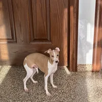 Susie, a female Italian Greyhound for sale in Nappanee, IN – Photo 4 of 9