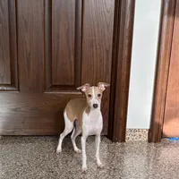 Susie, a female Italian Greyhound for sale in Nappanee, IN – Photo 1 of 9