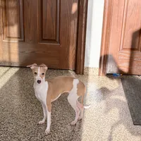 Susie, a female Italian Greyhound for sale in Nappanee, IN – Photo 7 of 9