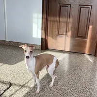 Susie, a female Italian Greyhound for sale in Nappanee, IN – Photo 9 of 9