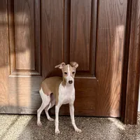 Susie, a female Italian Greyhound for sale in Nappanee, IN – Photo 2 of 9