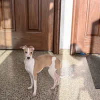 Susie, a female Italian Greyhound for sale in Nappanee, IN – Photo 3 of 9