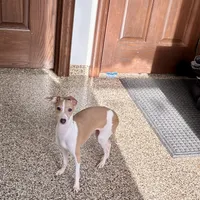 Susie, a female Italian Greyhound for sale in Nappanee, IN – Photo 8 of 9