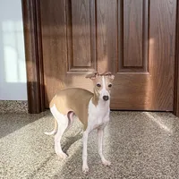 Susie, a female Italian Greyhound for sale in Nappanee, IN – Photo 5 of 9