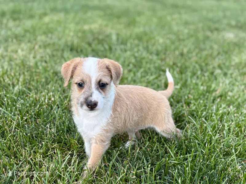 Cory – Havanese, Italian Greyhound puppy for sale in Nappanee, IN
