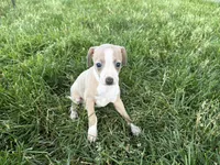 Leona, a female Italian Greyhound for sale in Nappanee, IN – 6 of 8