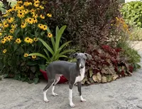 Dakin , a male Italian Greyhound for sale in Nappanee, IN – 6 of 7