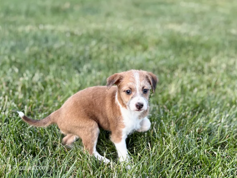 Cade  – Havanese, Italian Greyhound puppy for sale in Nappanee, IN