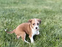 Cade , a male Havanese and Italian Greyhound for sale in Nappanee, IN – 1 of 10