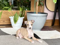 Chris, a male Italian Greyhound for sale in Nappanee, IN – 4 of 9