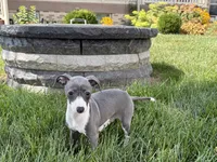 Donna , a female Italian Greyhound for sale in Nappanee, IN – 2 of 9